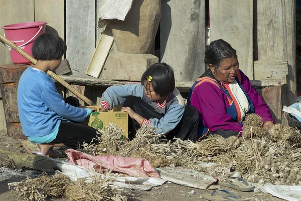 La gente del grupo étnico Lisu clasifica el ajo en Chiang Mai, Tailandia . — Foto de Stock