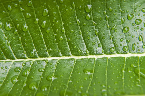 Gotas de lluvia sobre una hoja tropical en Suphan Buri, Tailandia . — Foto de Stock