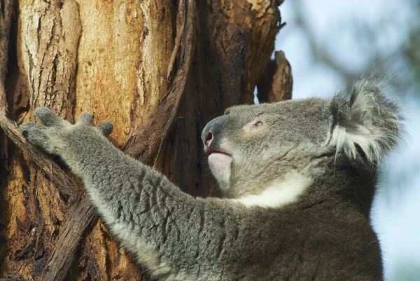 유 칼 리 나무, 빅토리아, 호주에 호주 코알라. — 스톡 사진