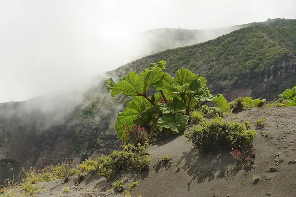 Vegetación verde en el lado del cráter del volcán Irazu en la Cordillera Central cerca de la ciudad de Cartago, Costa Rica . — Foto de Stock