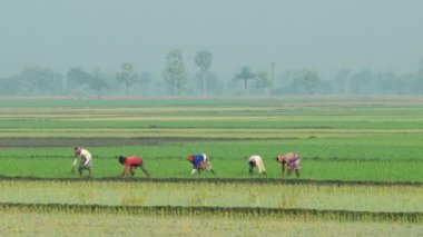 Jessore, Bangladeş'te pirinç alan, pirinç insanlar bitki.