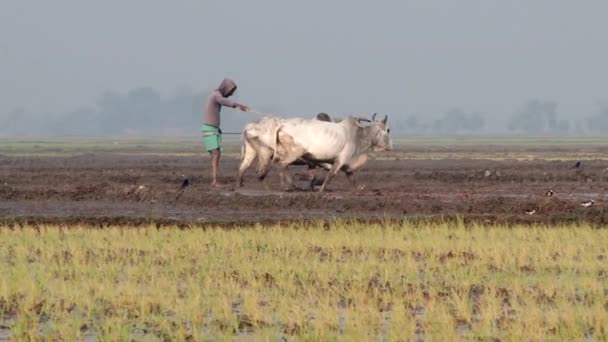 Člověk pracuje na poli rýže v Jessore, Bangladéš. — Stock video