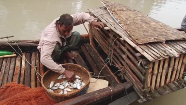 I pescatori alimentano le lontre in uno dei canali del Parco Nazionale Sundarbans a Mongla, Bangladesh . — Video Stock