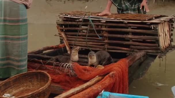 漁師がチャンネル モングラ, バングラデシュのスンダルバンス国立公園の一つでカワウソをフィードします。. — ストック動画