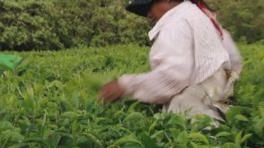 Çay plantasyon içinde Bois Cheri, Mauritius, kadın hasat taze yeşil çay yaprakları.