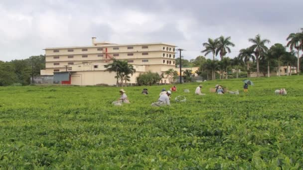 Menschen ernten frische grüne Teeblätter auf der Teeplantage in bois cheri, mauritius. — Stockvideo