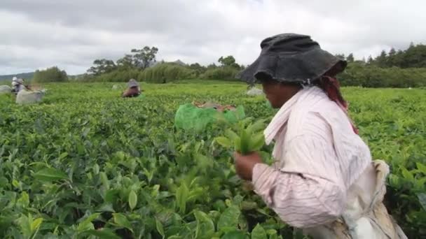 Vrouwen oogst verse groene thee bladeren op de thee plantage in Bois Cheri, Mauritius. — Stockvideo