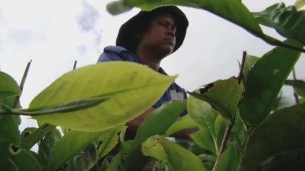 女人到布瓦谢里，毛里求斯茶生产厂纸箱包茶叶包. — 图库视频影像