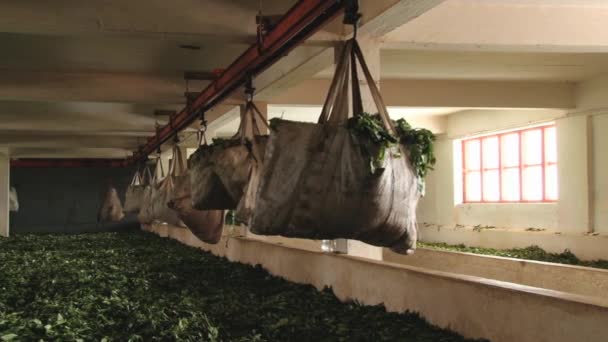 Zakken met vers geoogste groene thee blaadjes bewogen door vervoer lijn bij de theefabriek in Bois Cheri, Mauritius. — Stockvideo