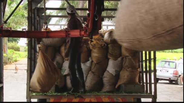 Påsar med nyskördade grönt te blad flyttade av transport linje vid te-fabriken i Bois Cheri, Mauritius. — Stockvideo