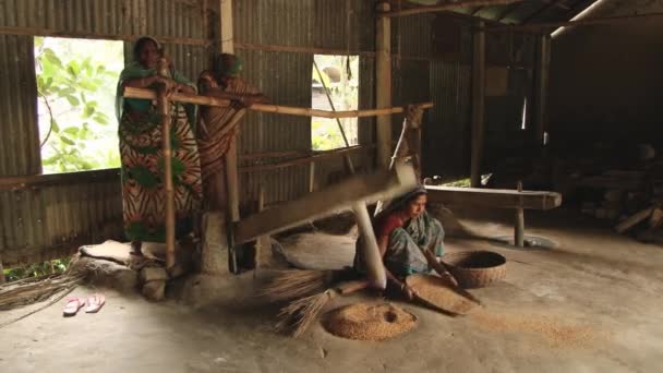 Frauen dreschen Reis auf traditionelle Weise in Tangail, Bangladesh. — Stockvideo