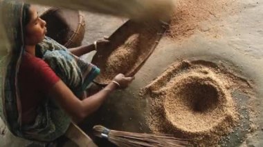 Kadınlar Tangail, Bangladeş'te geleneksel bir şekilde pirinç Harman.