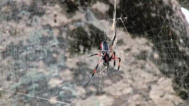 Kınalı Altın Küre-web örümcek (Nephila inaurata) net Pamplemousses, Mauritius örgüleri..