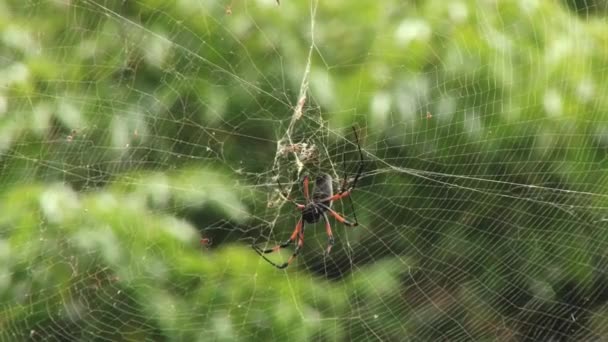 Den röda ben golden orb-web spider (Nephila inaurata) väver nätet i Pamplemousses, Mauritius. — Stockvideo