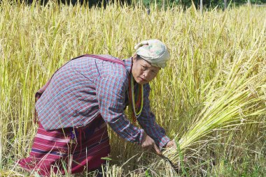 Kadın beyaz Karen hill kabilesinin alan Chiang Mai, Tayland pirinç hasat.