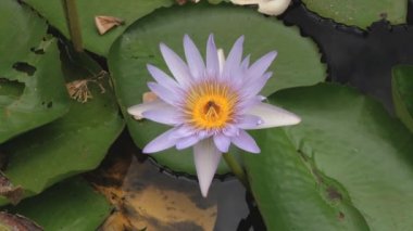 Arı pollinates lotus çiçeği: Pamplemousses, Mauritius.