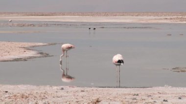 Atacama Çölü, Şili'deki Tuz Gölü flamingolar.