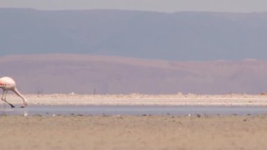 Atacama Çölü, Şili'deki Tuz Gölü su Flamingo'da.