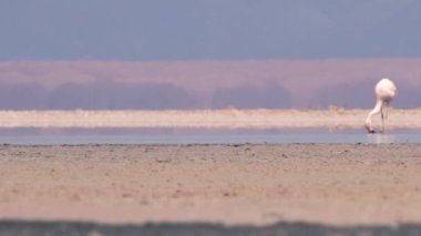 Atacama Çölü, Şili'deki Tuz Gölü su Flamingo'da.