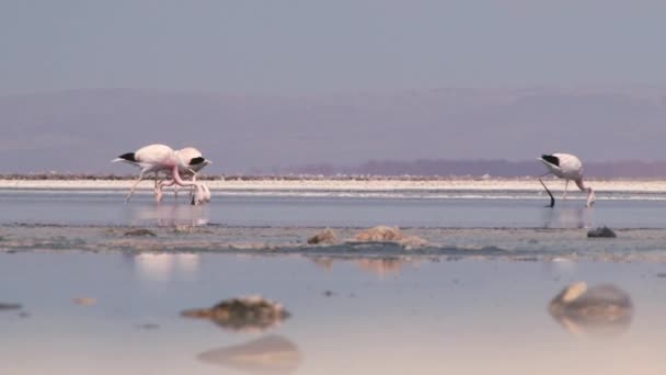Фламинго на солёном озере в пустыне Атакама, Чили . — стоковое видео