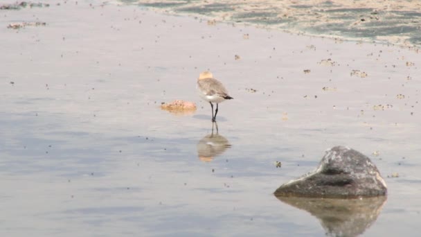 Andean bird searches for food at the surface of the salt lake in Atacama desert, Chile. — Stock Video