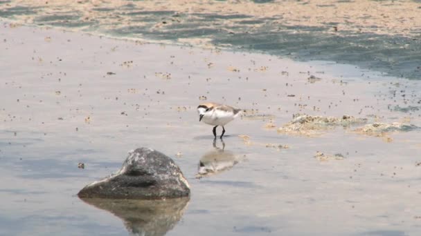 Anden-Vogel sucht Nahrung an der Oberfläche des Salzsees in der Atacama-Wüste, Chile. — Stockvideo