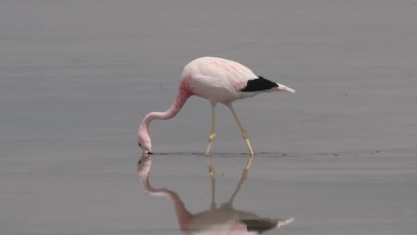 Plameňák na slané jezero vody v poušti Atacama, Chile. — Stock video