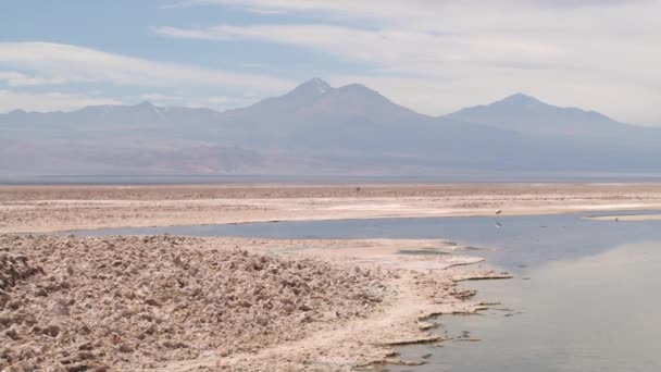 Flamingos no lago salgado no deserto de Atacama, Chile . — Vídeo de Stock