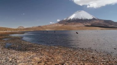 Chungara Gölü ve Parinacota volkan Lauca Millî Parkı, Şili'deki görüntülemek.