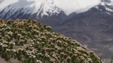 Arka planda Lauca Millî Parkı, Şili, Parinacota yanardağ and çiçeklerle için görüntüleyin.