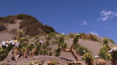 Mavi gökyüzü ve bulutlar arka planda Lauca Millî Parkı, Şili, and çiçeklerle için görüntüleyin.