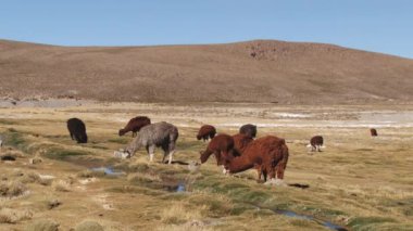 Lauca Millî Parkı, Şili'deki çayır, alpaka otlatmak.