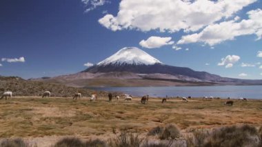 Llamas ve çok otlatmak Parinacota volcano ile Chungara Gölü bankada bir arka planda Lauca Millî Parkı, Şili.