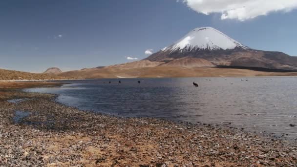 Hogy a Chungara-tó és a Parinacota vulkán Chilében Lauca Nemzeti Park. — Stock videók