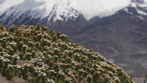 Zobacz do kwiatów andyjski z wulkanem Parinacota w tle w Lauca National Park, Chile. — Wideo stockowe