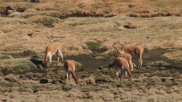 Guanacos pastan en las montañas del Parque Nacional Lauca, Chile . — Vídeos de Stock