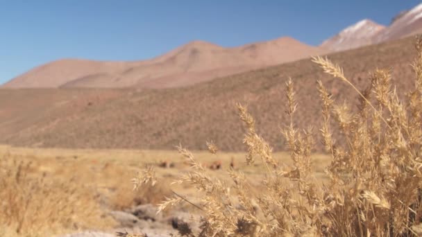 Trockenes goldenes Andengras mit im Hintergrund grasenden Guanakos im Lauca-Nationalpark, Chile. — Stockvideo