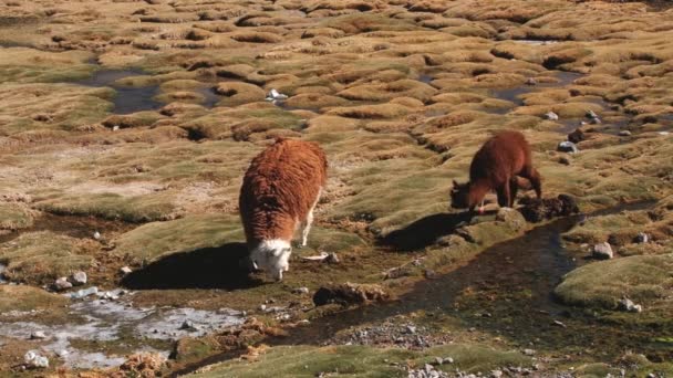 ラウカ国立公園、チリの草原で放牧するアルパカ. — ストック動画