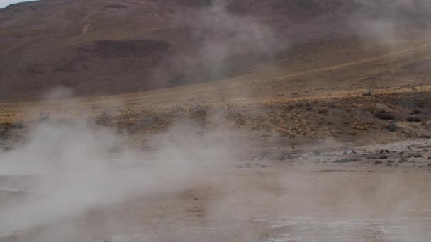 Источник тепловой воды производит горячий пар в долине гейзеров Эль Татио, Чили . — стоковое видео