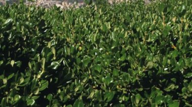 Santiago, Şili'deki San Cristobal Tepesi'nden Santiago şehir görüntülemek.