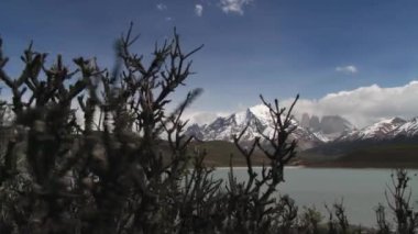 Bitkiler kuvvetli rüzgar Torres del Paine Milli Parkı'nda, Patagonia, Şili tarafından salladı.