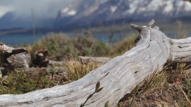 Bela paisagem do Parque Nacional Torres del Paine, Patagônia, Chile . — Vídeo de Stock