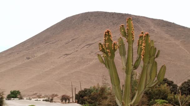 View to the ancient geoglyphs with the plant at the foreground in Arica, Chile. — Stock Video
