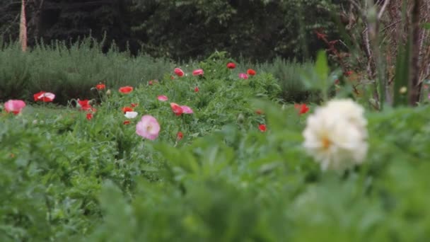 Flores florecen en la estación Doi Ang Khang Royal Agricultural, Tailandia . — Vídeo de stock