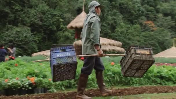 La gente lavora alla stazione agricola Doi Ang Khang Royal, Thailandia . — Video Stock