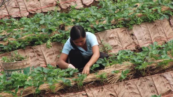 Женщина работает на клубничном поле, Чиангмай, Таиланд . — стоковое видео