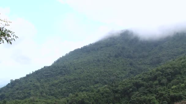 Menschen arbeiten auf dem Erdbeerfeld, Chiang Mai, Thailand. — Stockvideo