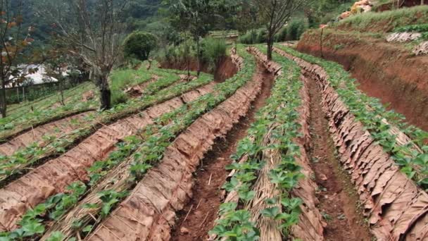 Campo de fresas en la estación Doi Ang Khang Royal Agricultural, Tailandia . — Vídeos de Stock