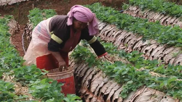 Women work at the strawberry field, Chiang Mai, Thailand. — Stock Video