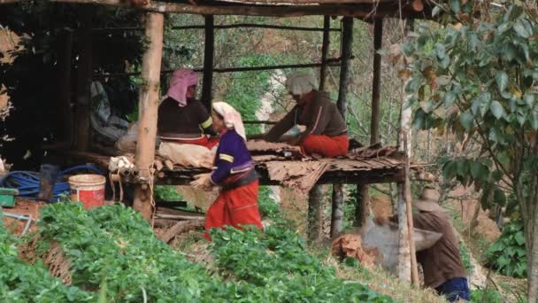 Les femmes travaillent au champ de fraises, Chiang Mai, Thaïlande . — Video